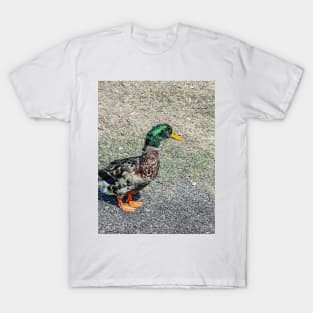 Wandering Duck T-Shirt